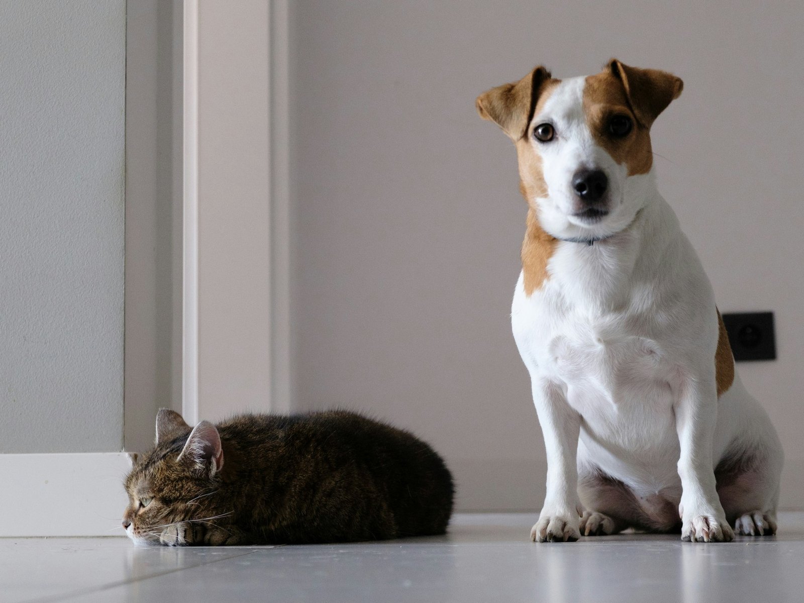 Haustier auf einem hellen Bodenbelag